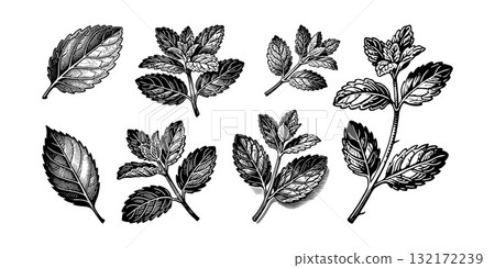 Hand-drawn detailed mint leaves and stems in classic engraving style on a white background, perfect for culinary, herbal, and botanical concepts Hand-drawn detailed mint leaves and stems in classic engraving style on a white background, perfect for culinary, herbal, and botanical concepts 132172239