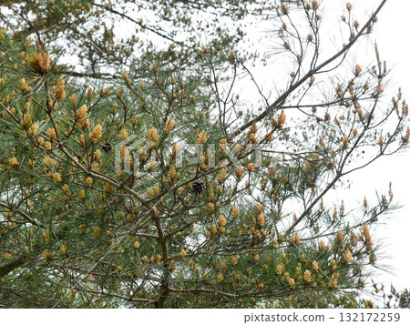 pine cones 132172259