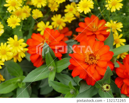 百日草01 百日草01 132172265