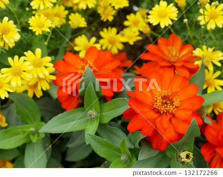 Zinnia 02 Zinnia 02 132172266