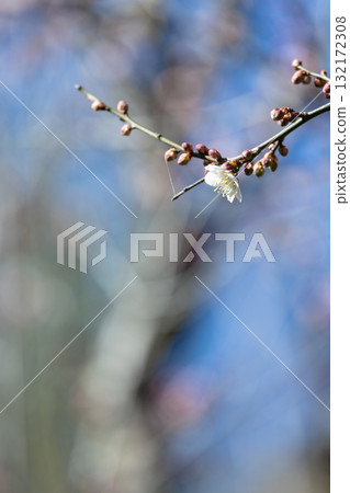 Plum blossoms telling the spring Plum blossoms telling the spring 132172308