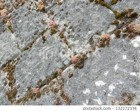 Succulent Plants 03 Succulent Plants 03 132172336