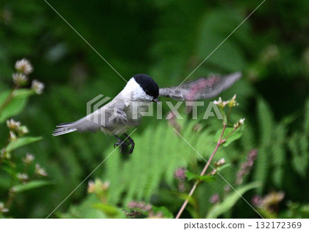 Hashibutokara 132172369