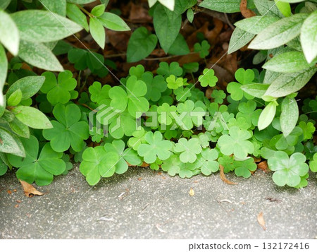 Oxalis 02 132172416