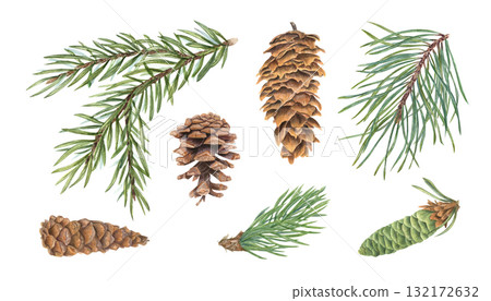 Watercolor pine and spruce branches and cones of different types clip art on isolated background. Forest evergreen branches and cone illustration set. For winter postcard design, New Year package Watercolor pine and spruce branches and cones of different types clip art on isolated background. Forest evergreen branches and cone illustration set. For winter postcard design, New Year package 132172632