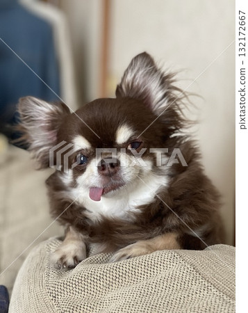 Chihuahua relaxing on the couch 132172667