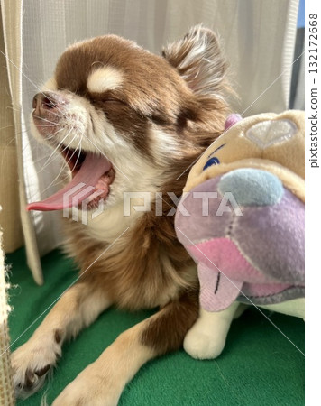 Chihuahua yawning next to a stuffed animal 132172668