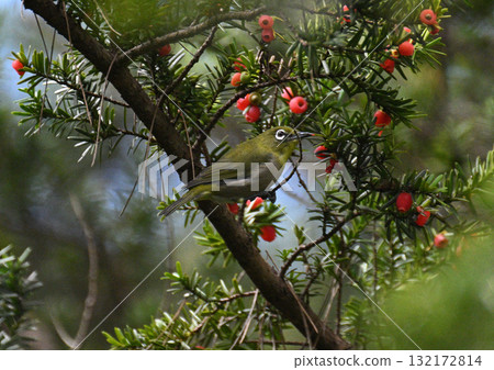 In the autumn season 132172814