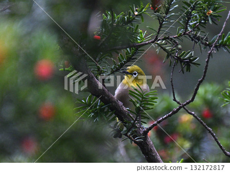 In the autumn season 132172817