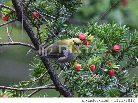 在秋天的季節 132172818