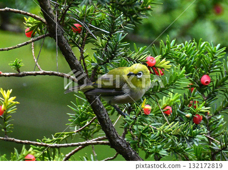 在秋天的季節 132172819