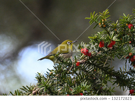 在秋天的季節 在秋天的季節 132172823