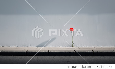 Single flower growing in the city against a clean wall symbolizing resilience and hope Single flower growing in the city against a clean wall symbolizing resilience and hope 132172978