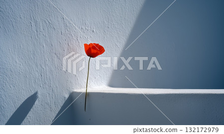 Minimal red poppy on white staircase wall with long shadow and copy space Minimal red poppy on white staircase wall with long shadow and copy space 132172979