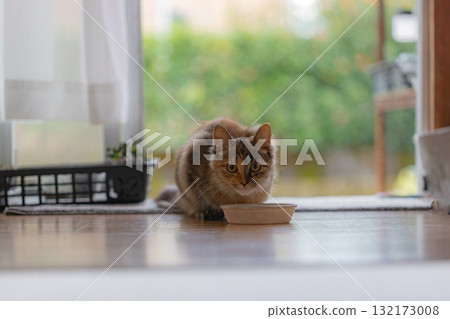 一隻小貓一邊吃東西一邊看我 132173008