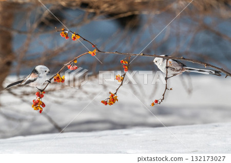 Snow Fairy @ Shimaenaga 132173027