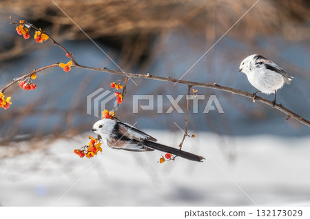 Snow Fairy @ Shimaenaga 132173029