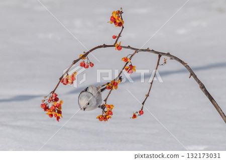 雪仙@島永 雪仙@島永 132173031