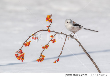 Snow Fairy @ Shimaenaga Snow Fairy @ Shimaenaga 132173037