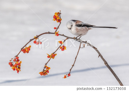 雪仙@島永 132173038