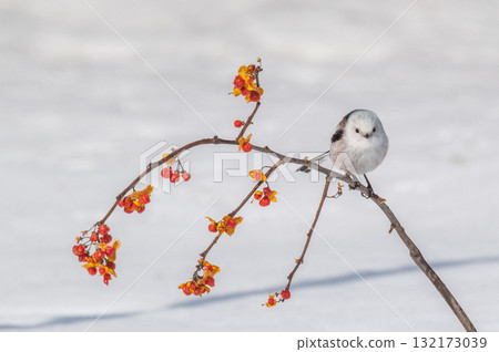 Snow Fairy @ Shimaenaga 132173039