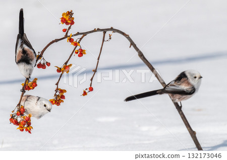 Snow Fairy @ Shimaenaga 132173046