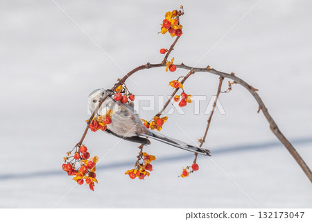 Snow Fairy @ Shimaenaga 132173047