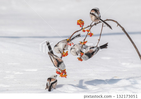 雪仙@島永 雪仙@島永 132173051