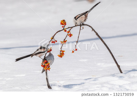 Snow Fairy @ Shimaenaga 132173059