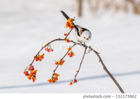 Snow Fairy @ Shimaenaga 132173062
