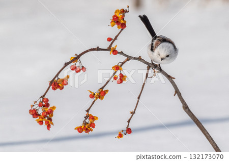 Snow Fairy @ Shimaenaga 132173070