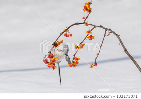 Snow Fairy @ Shimaenaga Snow Fairy @ Shimaenaga 132173071