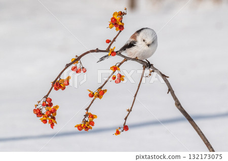 Snow Fairy @ Shimaenaga 132173075