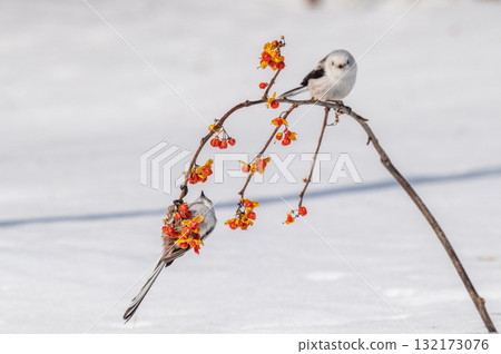 Snow Fairy @ Shimaenaga 132173076