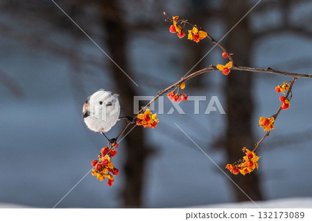 Snow Fairy @ Shimaenaga Snow Fairy @ Shimaenaga 132173089