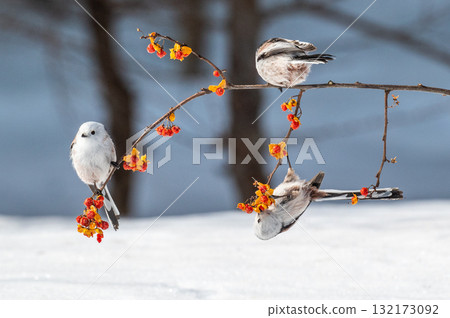 Snow Fairy @ Shimaenaga 132173092