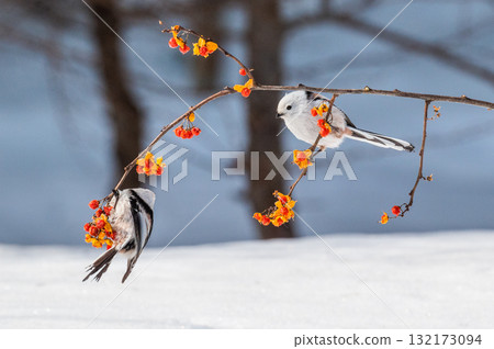 Snow Fairy @ Shimaenaga 132173094