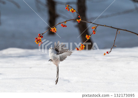 雪仙@島永 雪仙@島永 132173095