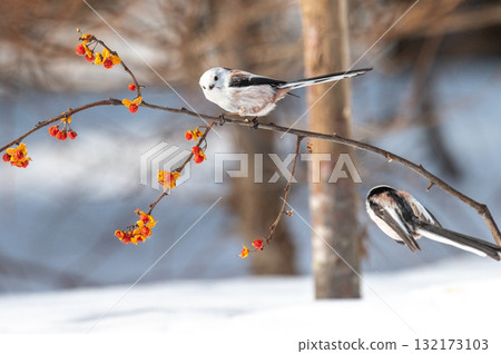 Snow Fairy @ Shimaenaga 132173103