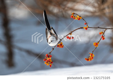 Snow Fairy @ Shimaenaga 132173105