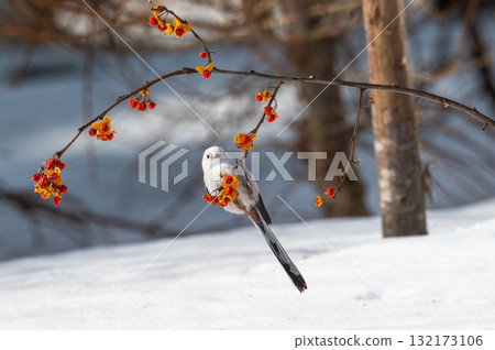 Snow Fairy @ Shimaenaga 132173106