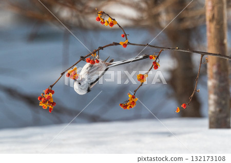 雪仙@島永 132173108