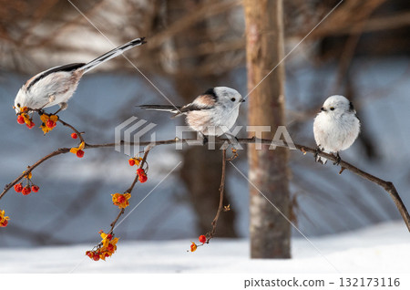 雪仙@島永 132173116