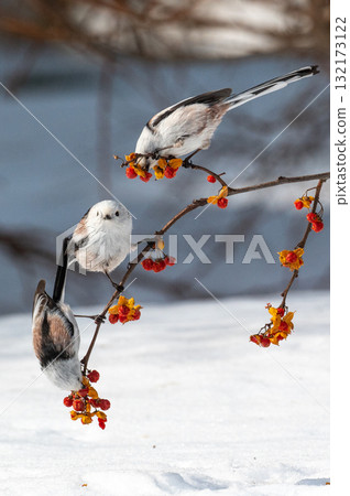 Snow Fairy @ Shimaenaga 132173122