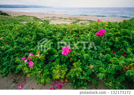 [Niigata Prefecture_Sado City] Flower Island: Sohama Beach in early summer June 132173172