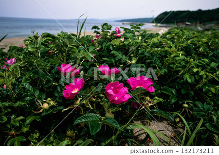 [新潟縣_佐渡市]花島：初夏六月的宗浜海灘 132173211