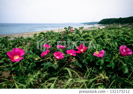 [Niigata Prefecture_Sado City] Flower Island: Sohama Beach in early summer June 132173212