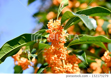 金木生之花 132173279