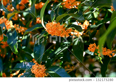 金木生之花 132173280