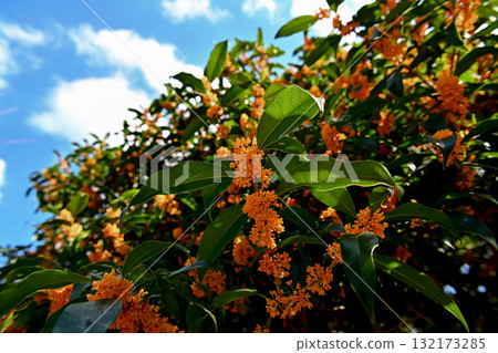 金木生之花 金木生之花 132173285